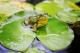 Женските жаби глумат дека се мртви за да ги одбегнат упорните мажјаци