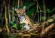 Облачен леопард - мачка со заби слични на сабја која може да оди наопаку по дрвјата