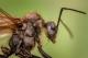 Вид мравки сами си ги лекуваат инфицираните рани