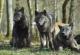 Волците и кучињата изложени на зрачењето во Чернобил се отпорни на рак