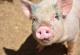 Компанија чека одобрување да продава месо од генетски модифицирани свињи