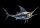 Интересно видео ја споредува брзината на најбрзите подводни животни