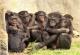 Агресивните бонобо-мажјаци привлекуваат повеќе женки, покажува истражување