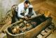 Научник открива зошто починале многумина што ја отвориле гробницата на Тутанкамон